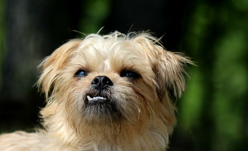 dog with under bite and crooked teeth