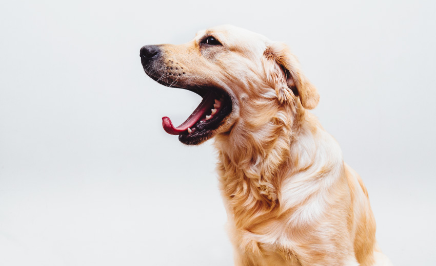 Side profile of an adult golden retriever dog yawning showing its pink tongue and teeth against a white wall