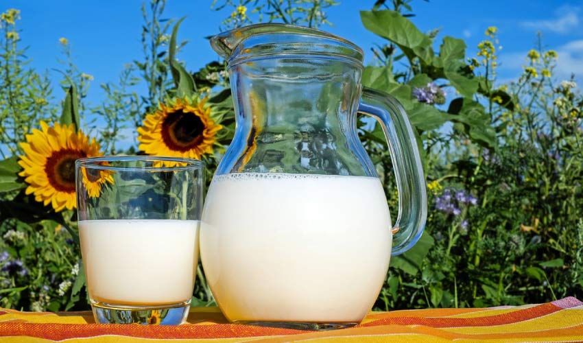 pitcher and glass of milk in a sunflower field ready to build strong and healthy teeth